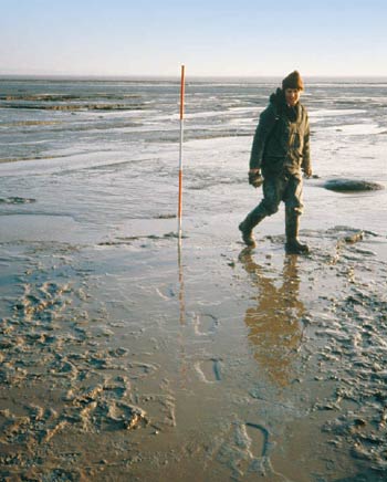 Olion traed Mesolithig a ddarganfuwyd yn ystod gwaith maes yn Aber Hafren. (h)Amgueddfa Genedlaethol Cymru